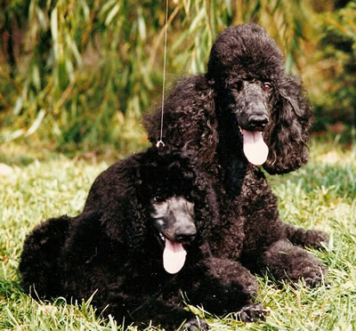 Boxwood Poodles